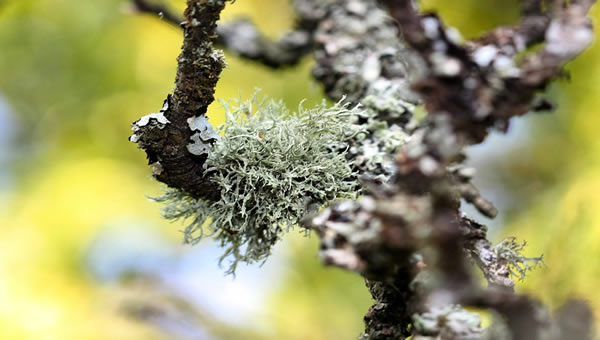 Moss On Trees
