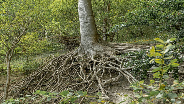 Taking Care of A Tree’s Root System