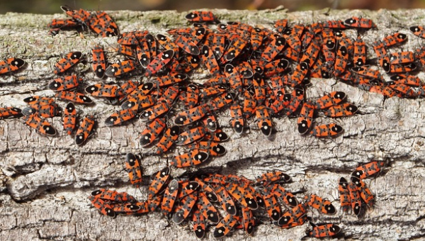 Bugging Out: Exploring How Different Insects Infest and Impact Trees