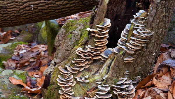 Fascinating Varieties: Exploring the Diverse World of Tree Fungi